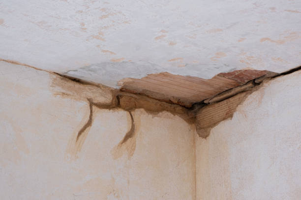 Best Flood damage cleanup  in Homosassa, FL