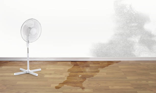 Best Water damage restoration near me  in Homosassa, FL